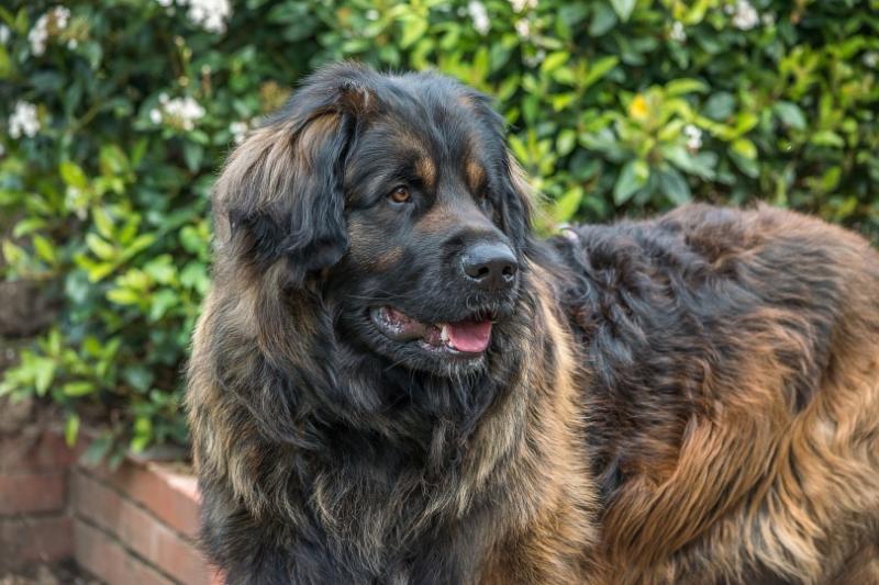 Charakterystyka rasy Leonberger