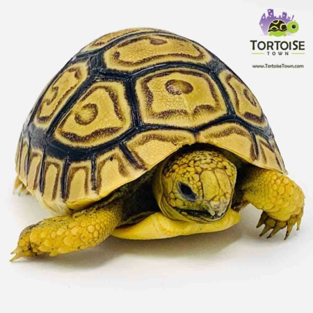 Wskazówki dotyczące adopcji lub zakupu żółwia