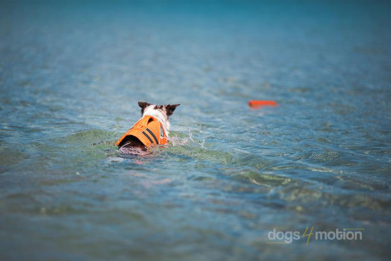Czy psy muszą nosić kamizelki ratunkowe na łodziach motorowych?