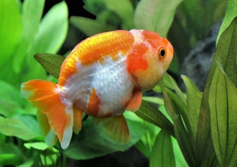 12. Złote rybki potrafią wykrywać zmiany ciśnienia.