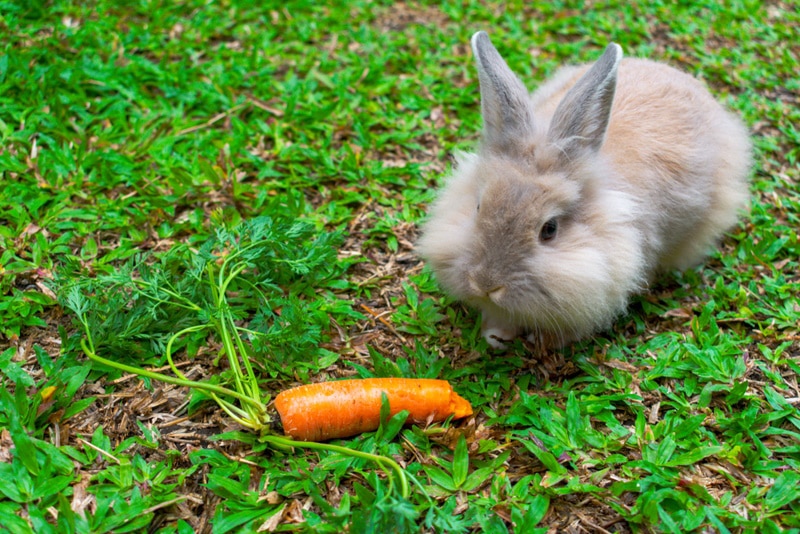 Czy króliki są wszystkożerne? Dieta i zdrowie