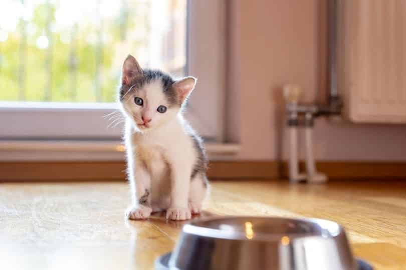 Jak długo koty mogą żyć bez wody i jedzenia?