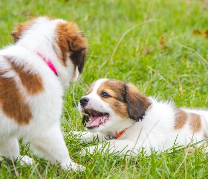 Czy psy mogą mieć ADHD? Sprawdzone przez weterynarza fakty i często zadawane pytania