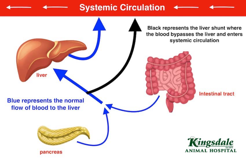 Jak diagnozuje się przetokę wrotno-systemową?