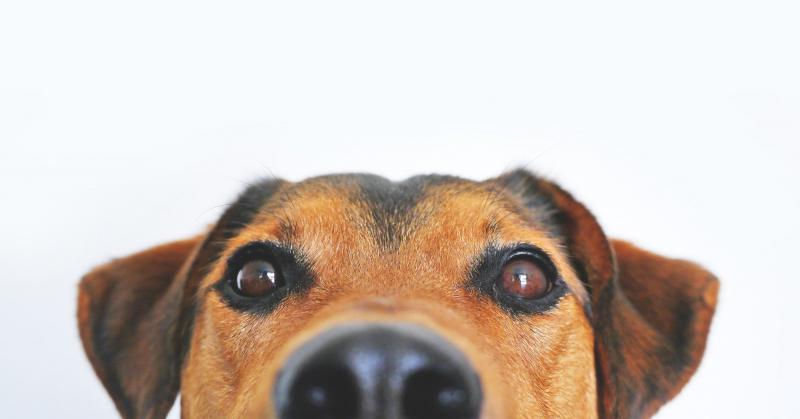 Jaki jest normalny nos u psa?