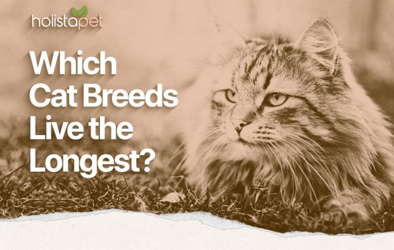 Top 14 najdłużej żyjących ras kotów