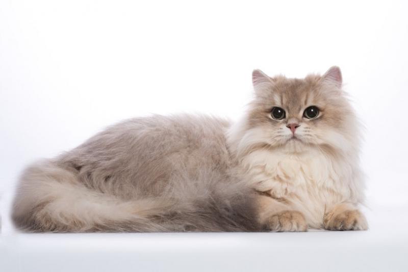 Jak długo trwa kastracja kota? Fakty i FAQ zatwierdzone przez weterynarza