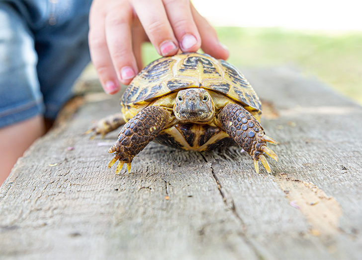 7 zwierząt, które nie śmierdzą (ze zdjęciami)