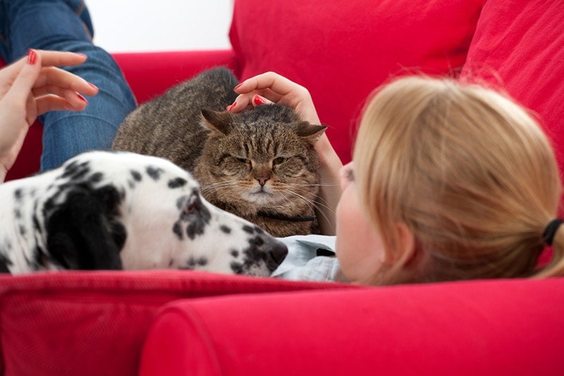 Czy dalmatyńczyki są dobre dla kotów? Fakty i najczęściej zadawane pytania