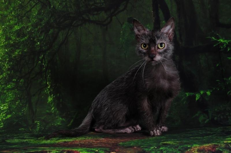 Temperament i inteligencja Lykoi