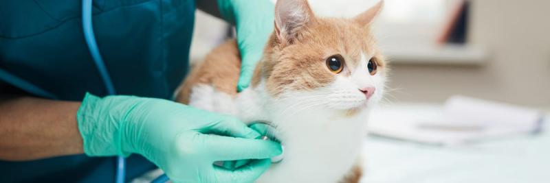 Jak diagnozuje się chłoniaka u kotów?