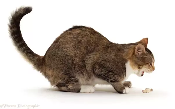Dlaczego koty zjadają własne wymiociny? 5 zatwierdzonych przez weterynarza przyczyn