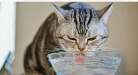 Która woda z kranu jest bezpieczna dla kotów?