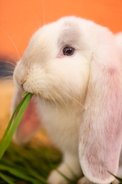 Czy karma dla królików jest dobra dla szynszyli?