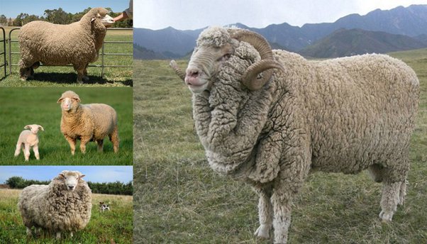 15 najlepszych ras owiec do produkcji wełny (ze zdjęciami)