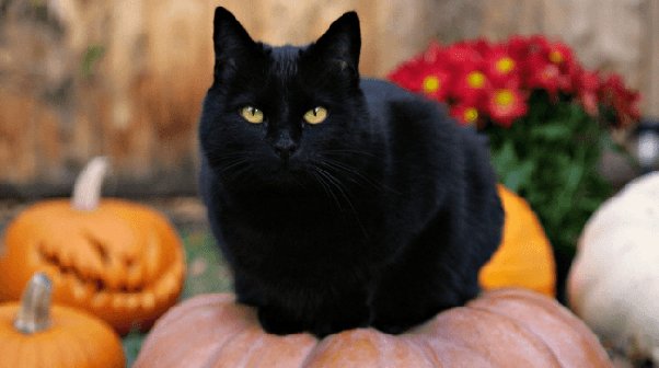 Czy czarne koty naprawdę są w niebezpieczeństwie w Halloween?