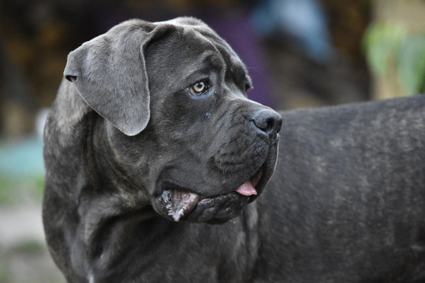 Jak szybkie są cane corso w porównaniu do innych zwierząt?