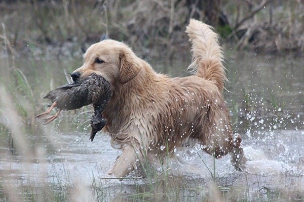 Czy golden retrievery lubią wodę i pływanie? Ważne fakty