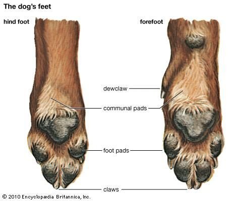 Ile palców mają psy? Czy mogą mieć dodatkowe palce?