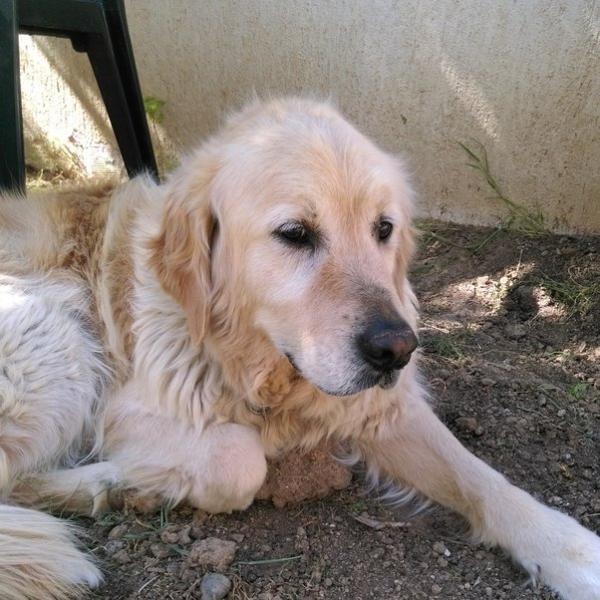 Jak silny jest zgryz Golden Retrievera? (Mierzone w PSI)