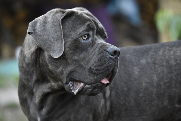 Temperament i inteligencja Cane Corso Boerboel Mix