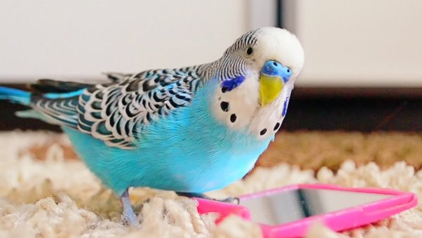 10 najtańszych papug dla zwierząt domowych