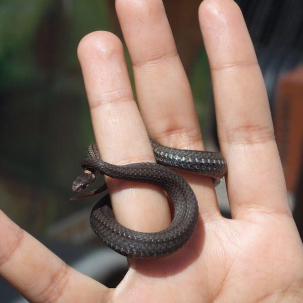 10 małych węży domowych, które pozostają małe