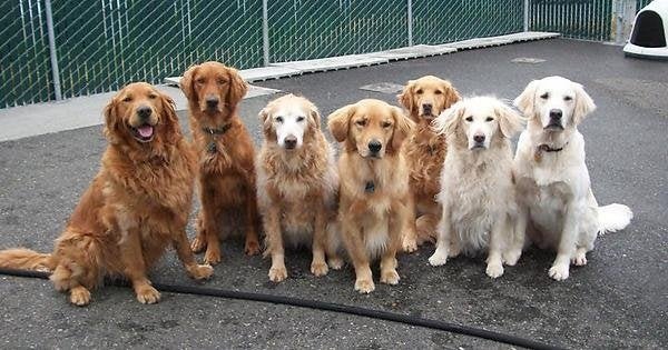 3 popularne typy umaszczenia golden retrieverów (ze zdjęciami)