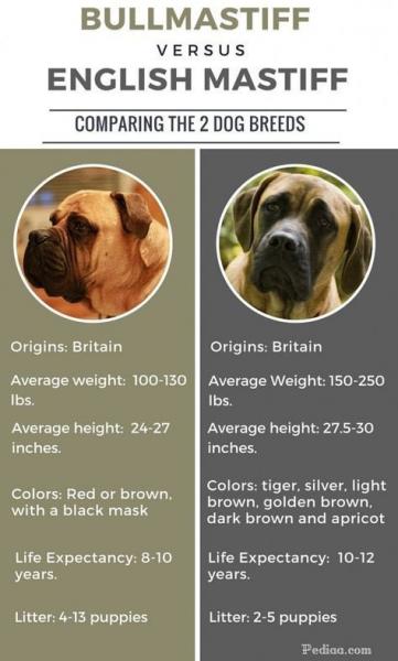 Bullmastiff vs. mastif angielski: Wyjaśnienie różnic