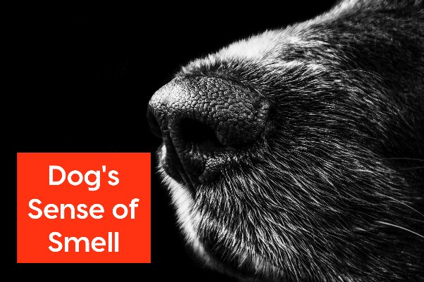 Jak psy wyczuwają zapachy