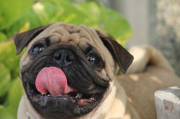 16 Plusy i minusy mopsów: fakty dla początkujących właścicieli psów