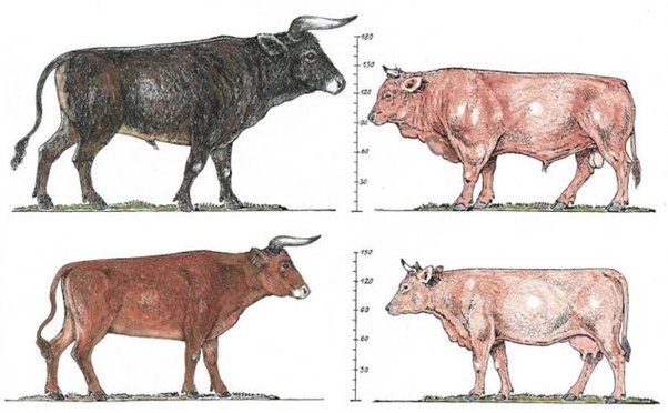 Jaka jest różnica między krowami a jałówkami?