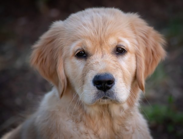 Czy golden retrievery mogą być agresywne? Fakty i najczęściej zadawane pytania