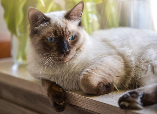 Najpierw trochę więcej o kotach rasy Ragdoll