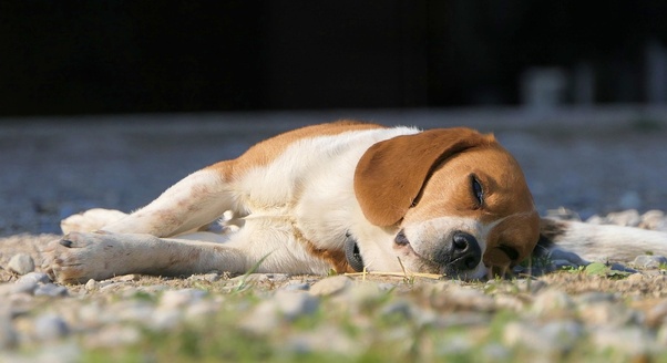 Czy beagle dużo śpią? Zwyczaje związane z drzemką u rasy