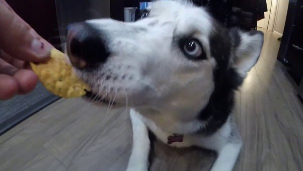 Co jeśli twój pies zje chipsy BBQ?