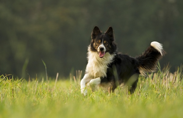 11 najlepszych karm dla psów rasy Border Collie w 2024 roku - recenzje i najlepsze propozycje