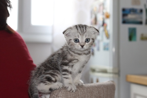 Sposoby na zmniejszenie stresu u psa rasy Scottish Fold