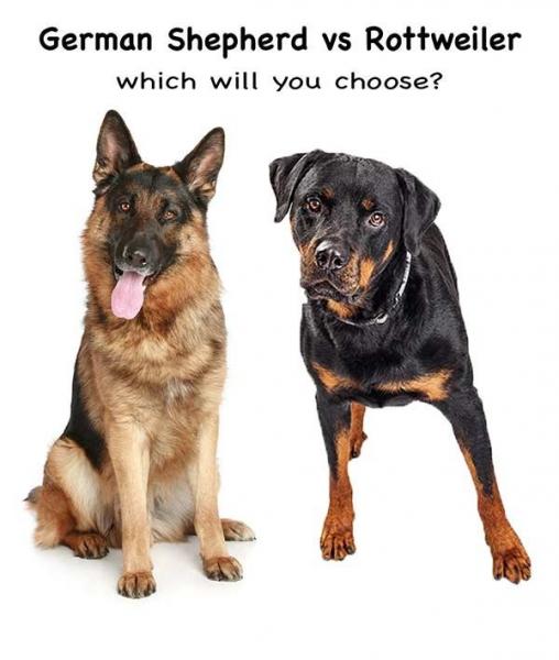 Rottweiler vs owczarek niemiecki: Różnice (ze zdjęciami)