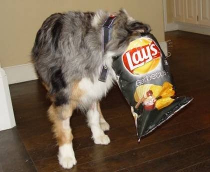 Czy istnieją alternatywy dla chipsów dla mojego psa?