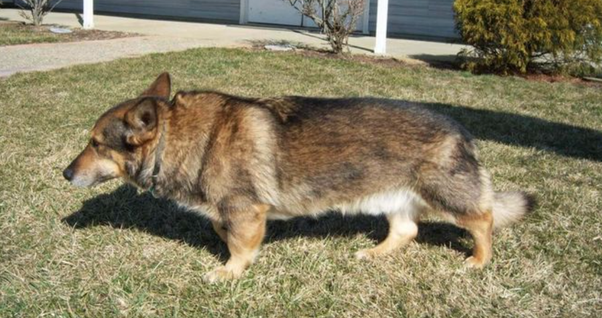 2. Szwedzki Vallhund prawie wyginął