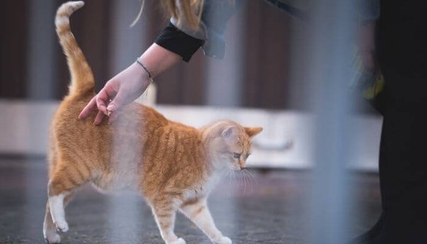 4 prawdopodobne powody, dla których koty podnoszą tyłek, gdy są drapane