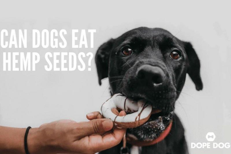 Jak bezpiecznie karmić psy nasionami konopi?