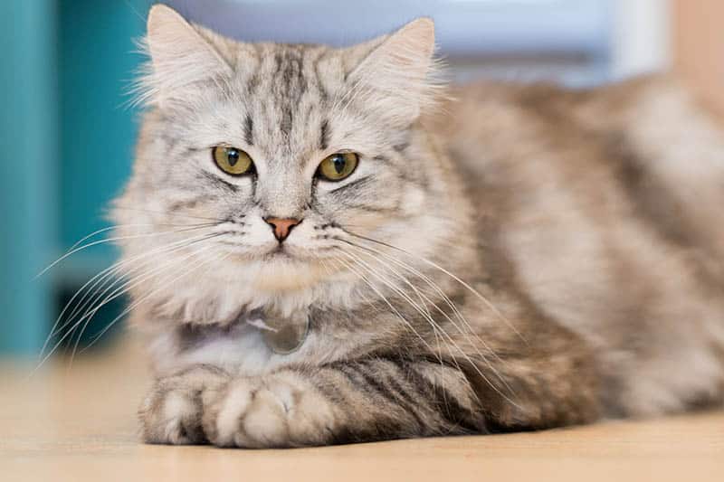 Maine Coon American Shorthair Mix: Pielęgnacja, zdjęcia, temperament i więcej