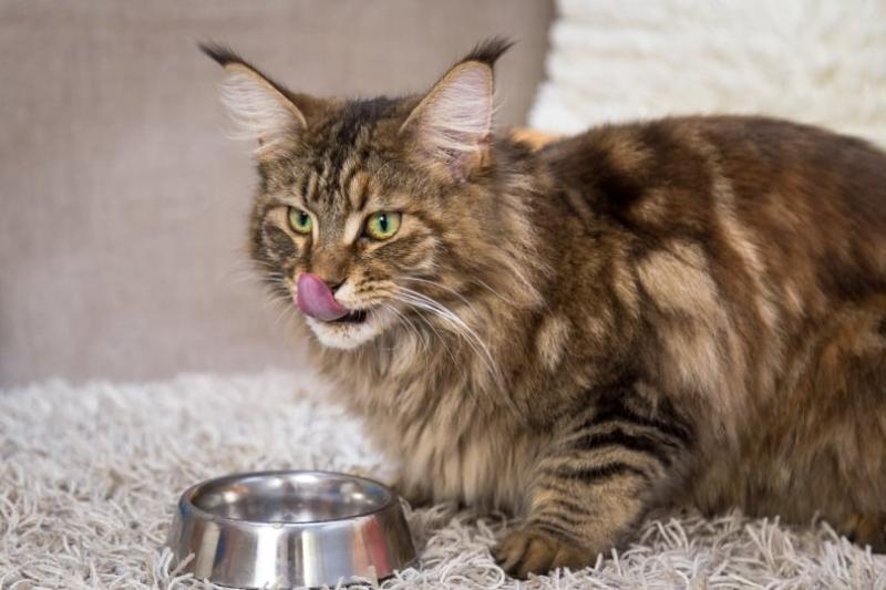 5. Royal Canin Maine Coon Sucha karma dla kociąt