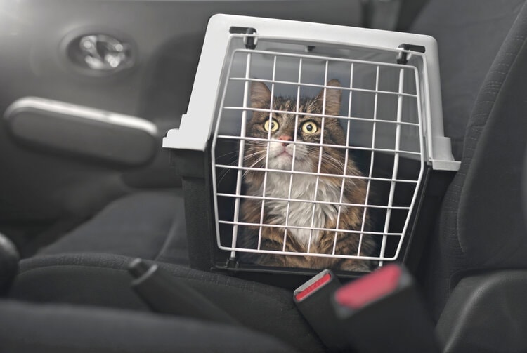Jak uspokoić kota w samochodzie: 8 sprawdzonych metod