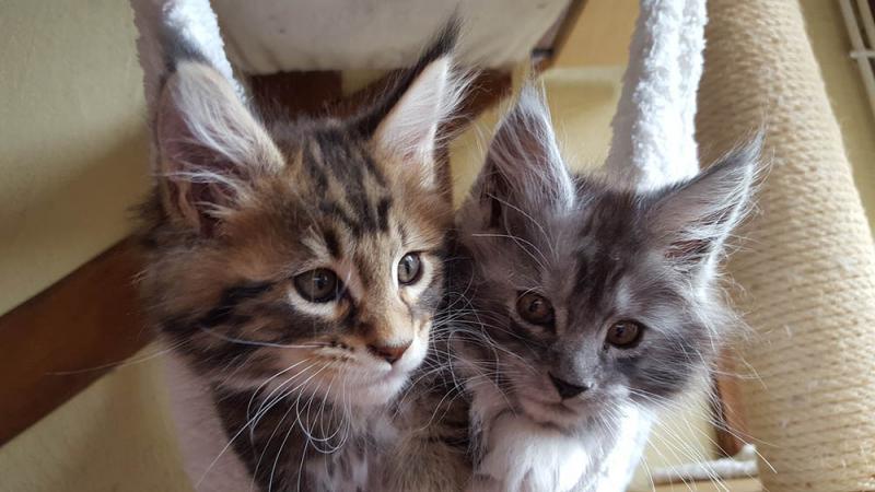 Informacje o rasie Maine Coon Munchkin: Zdjęcia, temperament i cechy