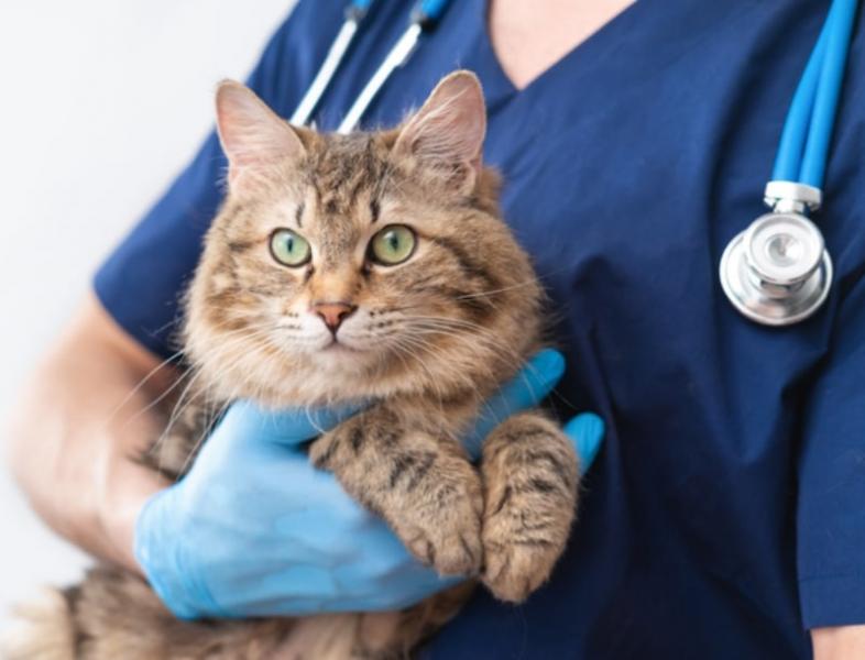 Problemy z zachowaniem u kotów: Zatwierdzone przez weterynarza sposoby zapobiegania i radzenia sobie z nimi