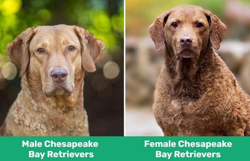 Samce i samice Chesapeake Bay Retriever: Jaka jest różnica (ze zdjęciami)