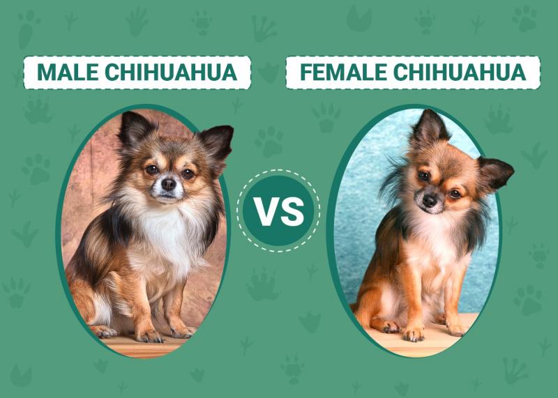 Chihuahua płci męskiej i żeńskiej: Jaka jest różnica (ze zdjęciami)